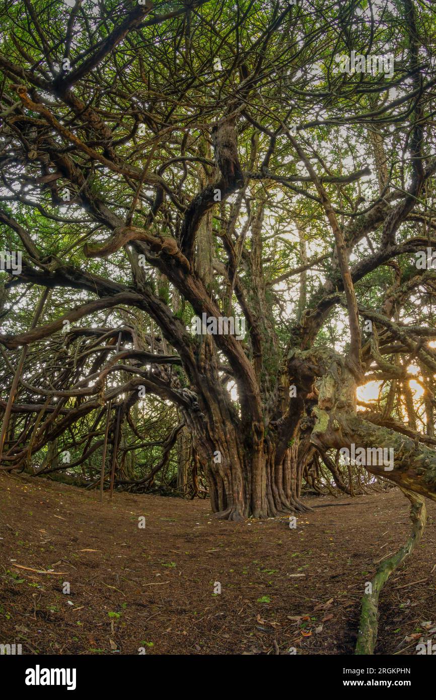 Ormiston Yew Trees Stock Photo