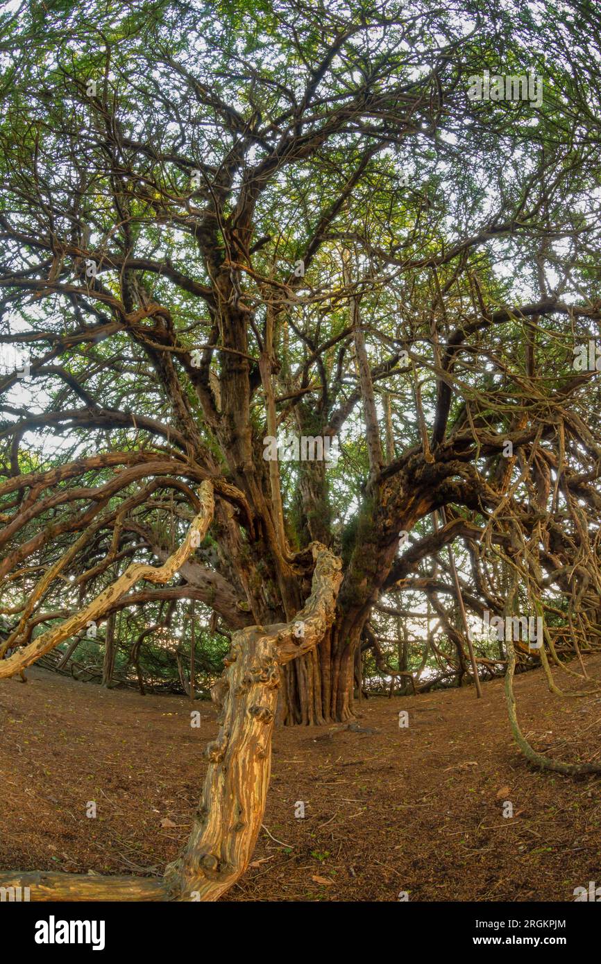 Ormiston Yew Trees Stock Photo