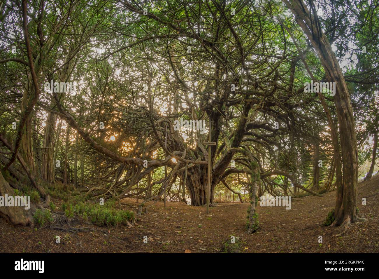 Ormiston Yew Trees Stock Photo