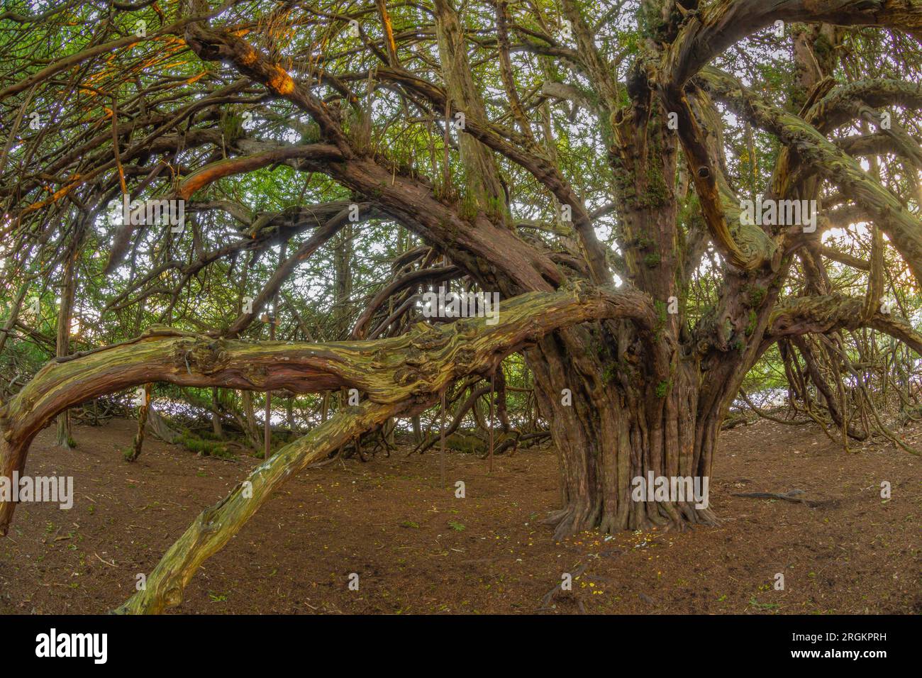 Ormiston Yew Trees Stock Photo