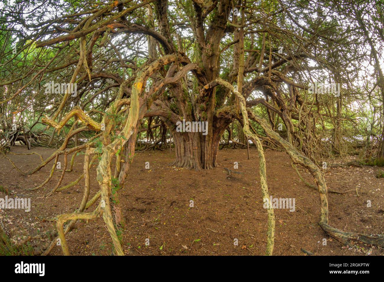 Ormiston Yew Trees Stock Photo