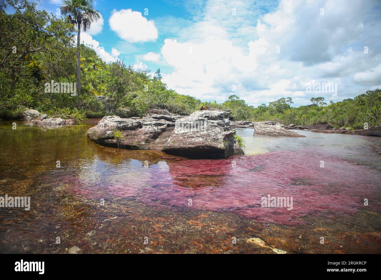 Caño Cristales, also known as the River of Five Colors, is a Colombian river located in the Serranía de la Macarena, an isolated mountain range in the Stock Photo