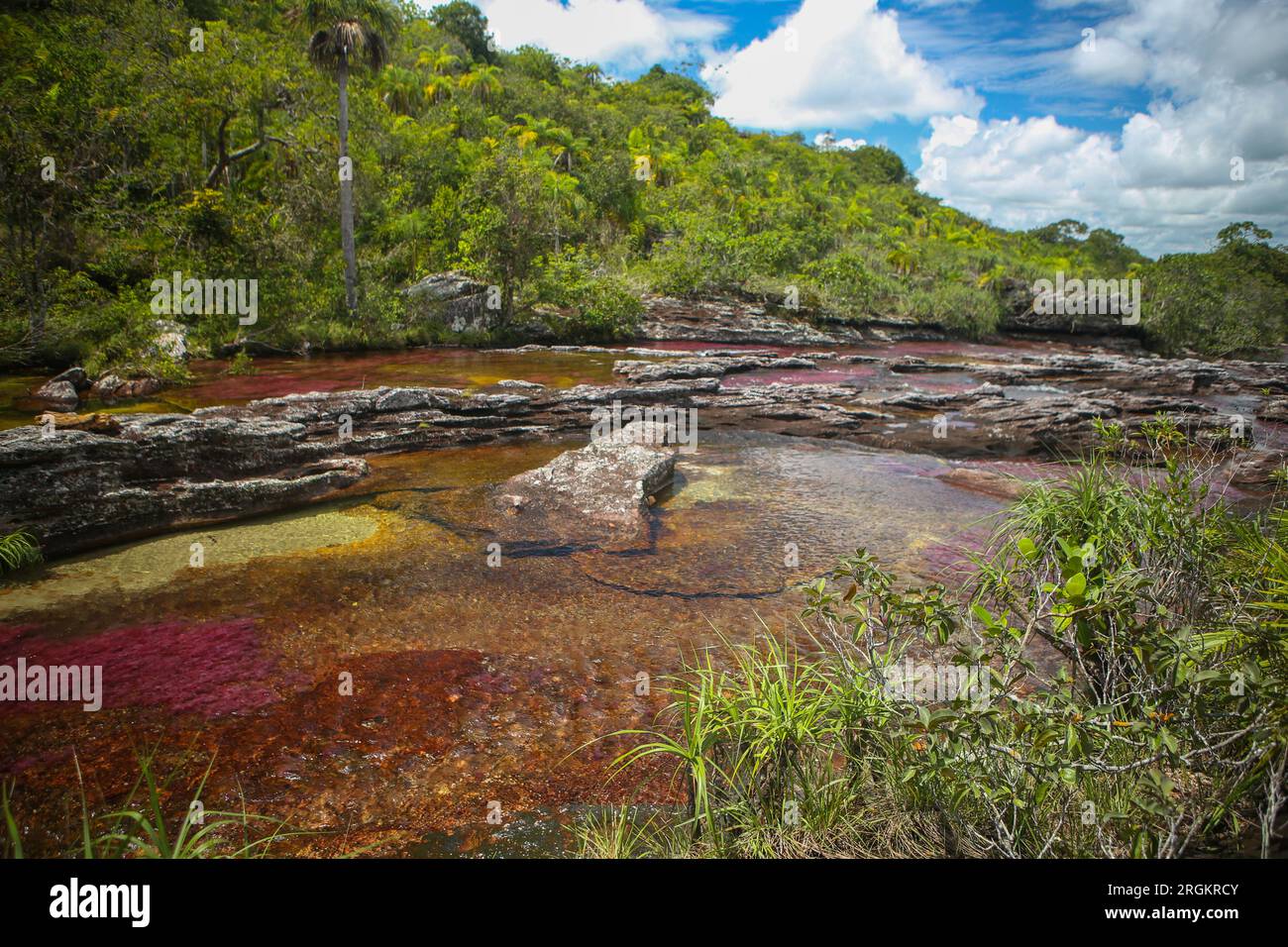 Caño Cristales, also known as the River of Five Colors, is a Colombian river located in the Serranía de la Macarena, an isolated mountain range in the Stock Photo