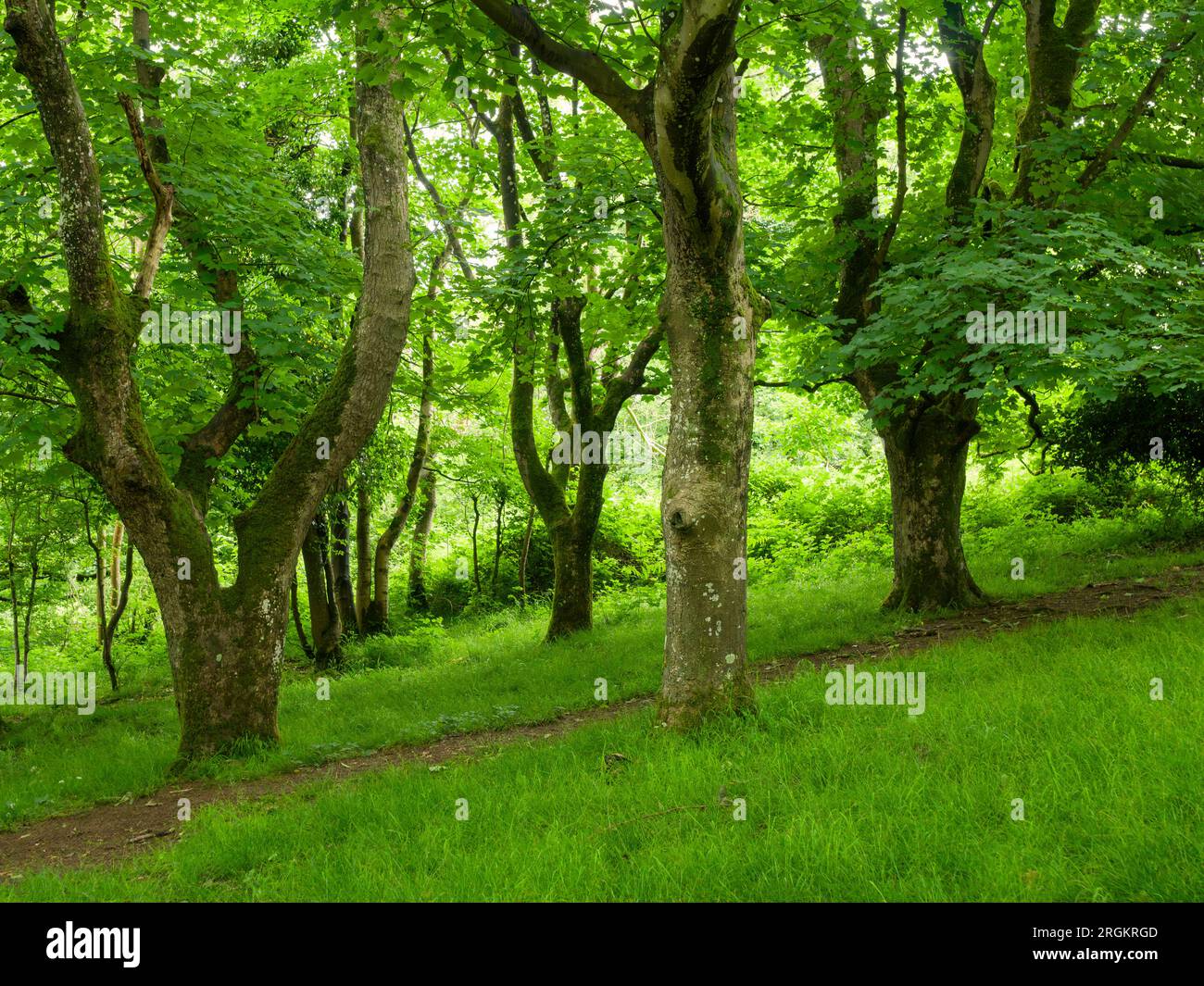 King’s Wood, the ancient broadleaf woodland in the Mendip Hills near Axbridge, Somerset, England. Stock Photo