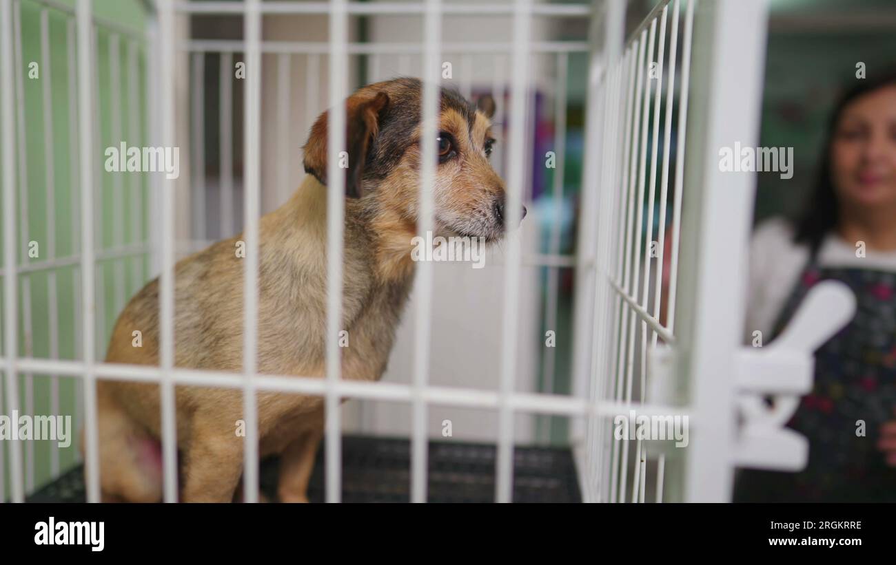 Pet Shop employee putting Small Dog inside cage. Pet in isolation