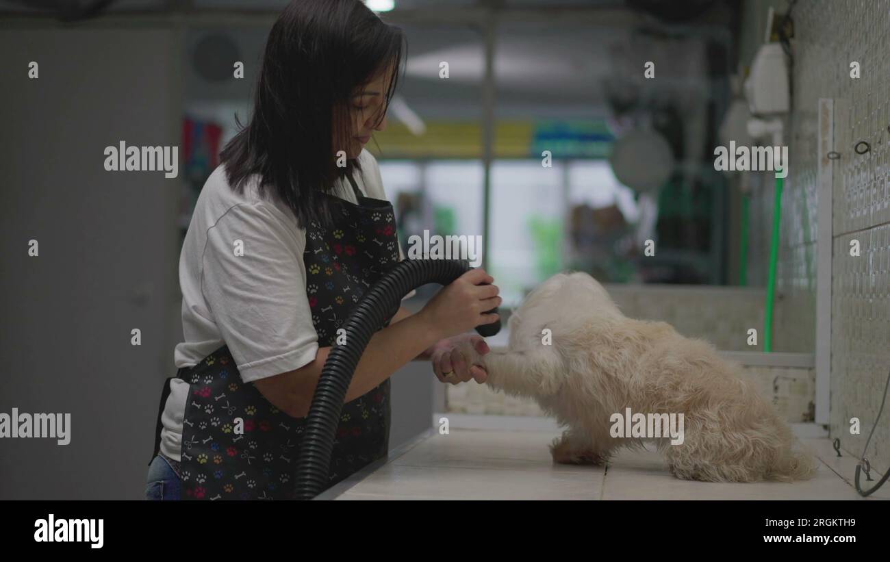 Pet Shop Employee Grooming ShihTzu After Bath. Local Business Service