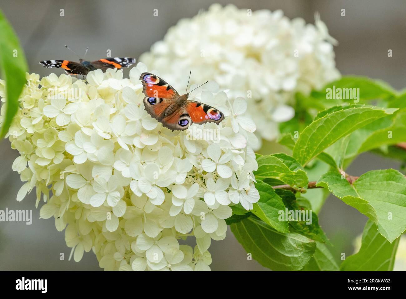 Hydrangea paniculata attracting butterflies hires stock photography
