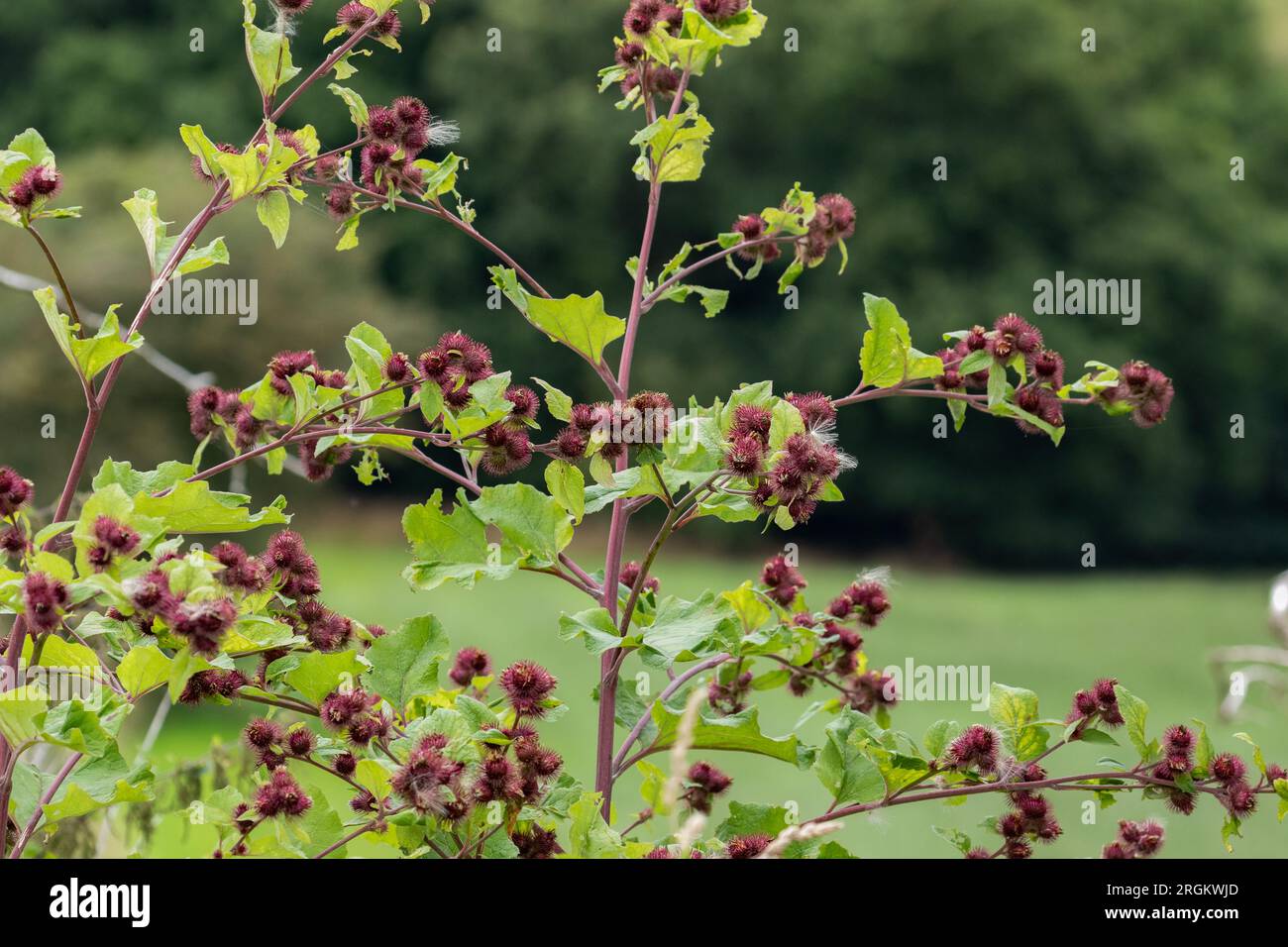 Lesser Burdock (arctium minus) growing in the wild. The burrs are shown on the shrub branches. Stock Photo