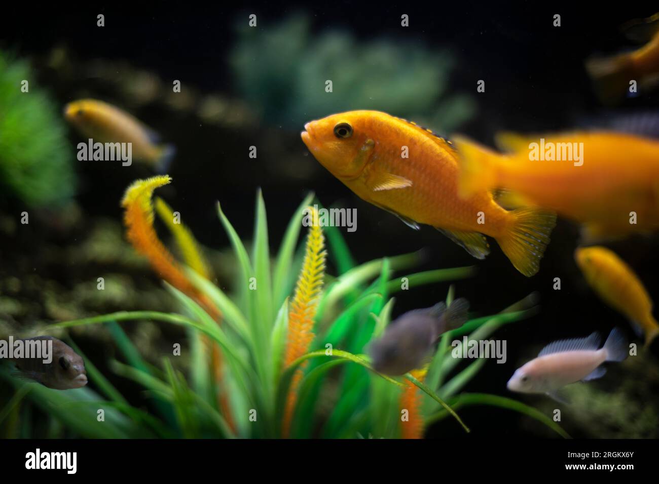 Fish in aquarium. Details of life in water. Fish swim. Clear aquarium glass. Stock Photo