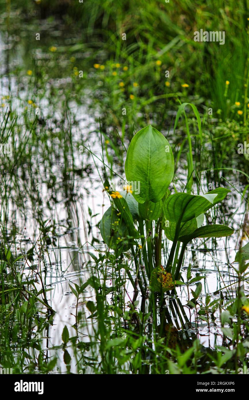A plant growing out of water in a swamp. The plant has long, green leaves. The background is a mix of trees and vegetation. Stock Photo