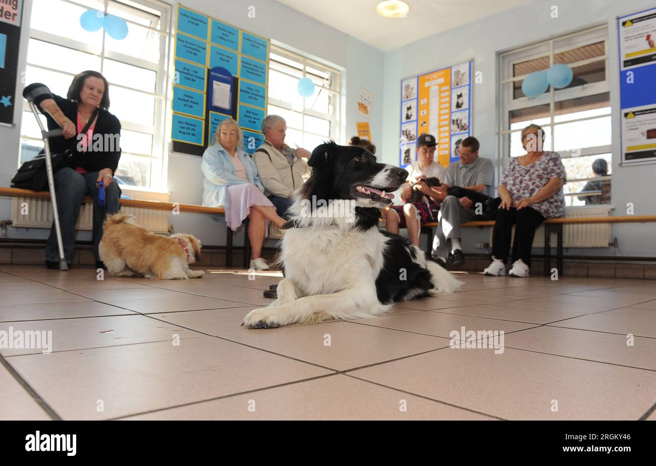 Border Collie - PDSA