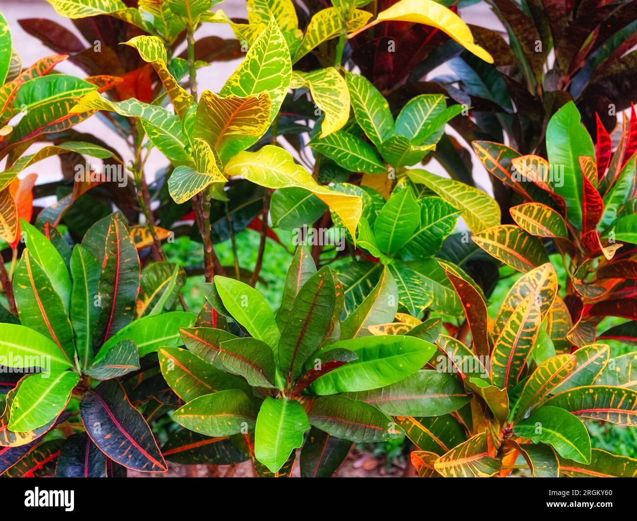 Beautiful multi-colored leaves of croton plant, close-up shot. Stock Photo