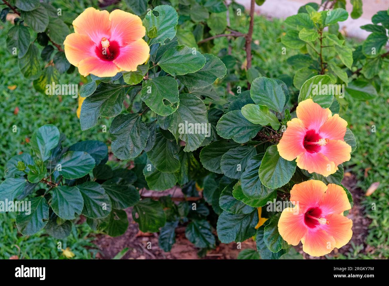 A bush hibiscus plant with three large brightly colored flowers. Stock Photo