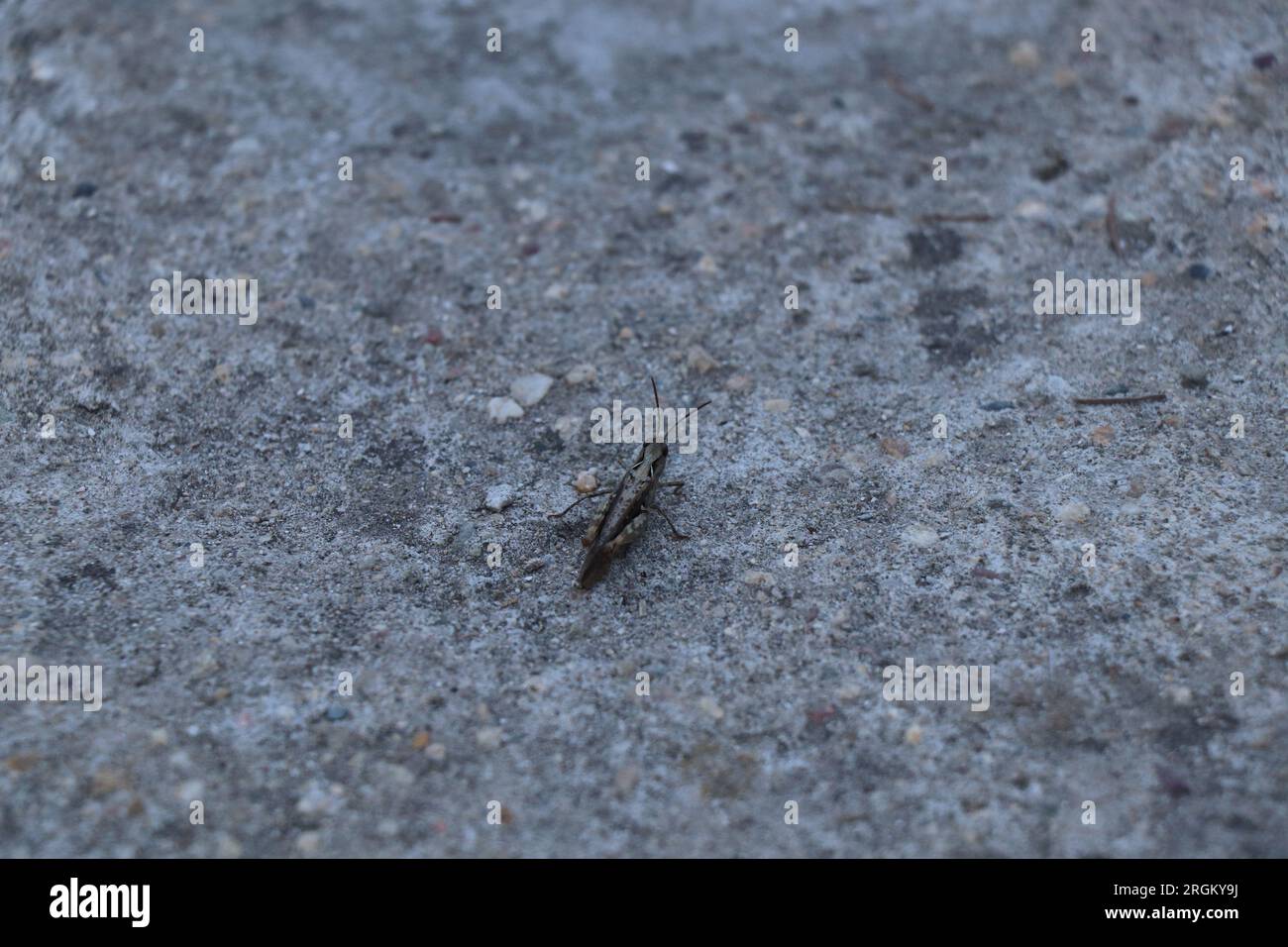 Close-up Insect Calliptamus italicus or grasshopper Stock Photo