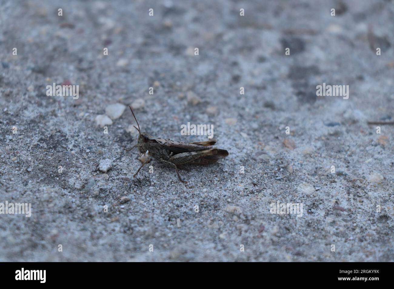 Close-up Insect Calliptamus italicus or grasshopper Stock Photo