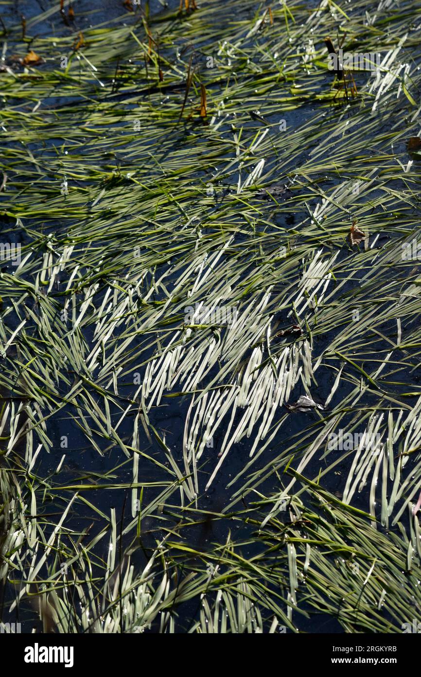 Cut Plant Leaves And Stems In Water Stock Photo Alamy