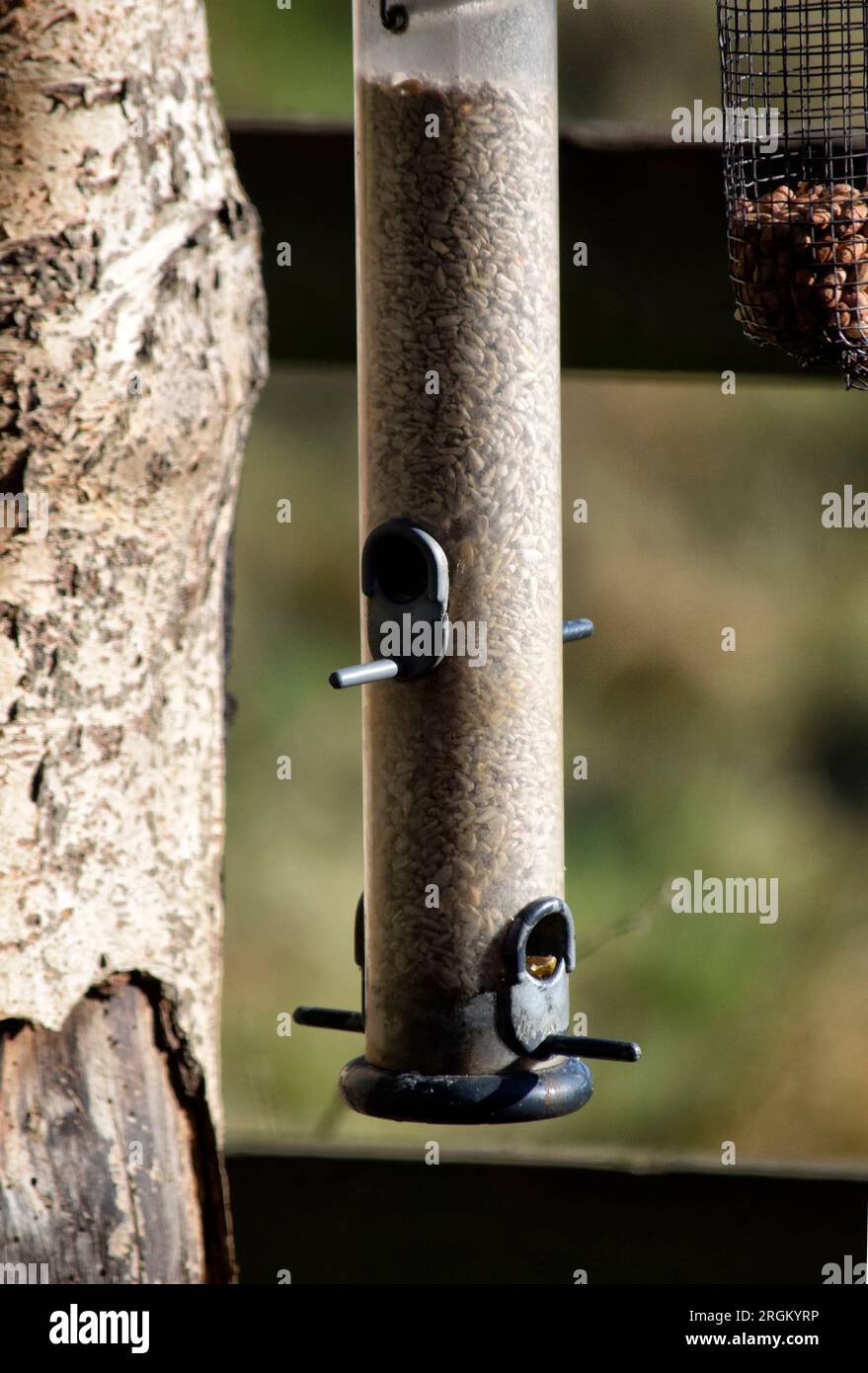 bird feeder Stock Photo