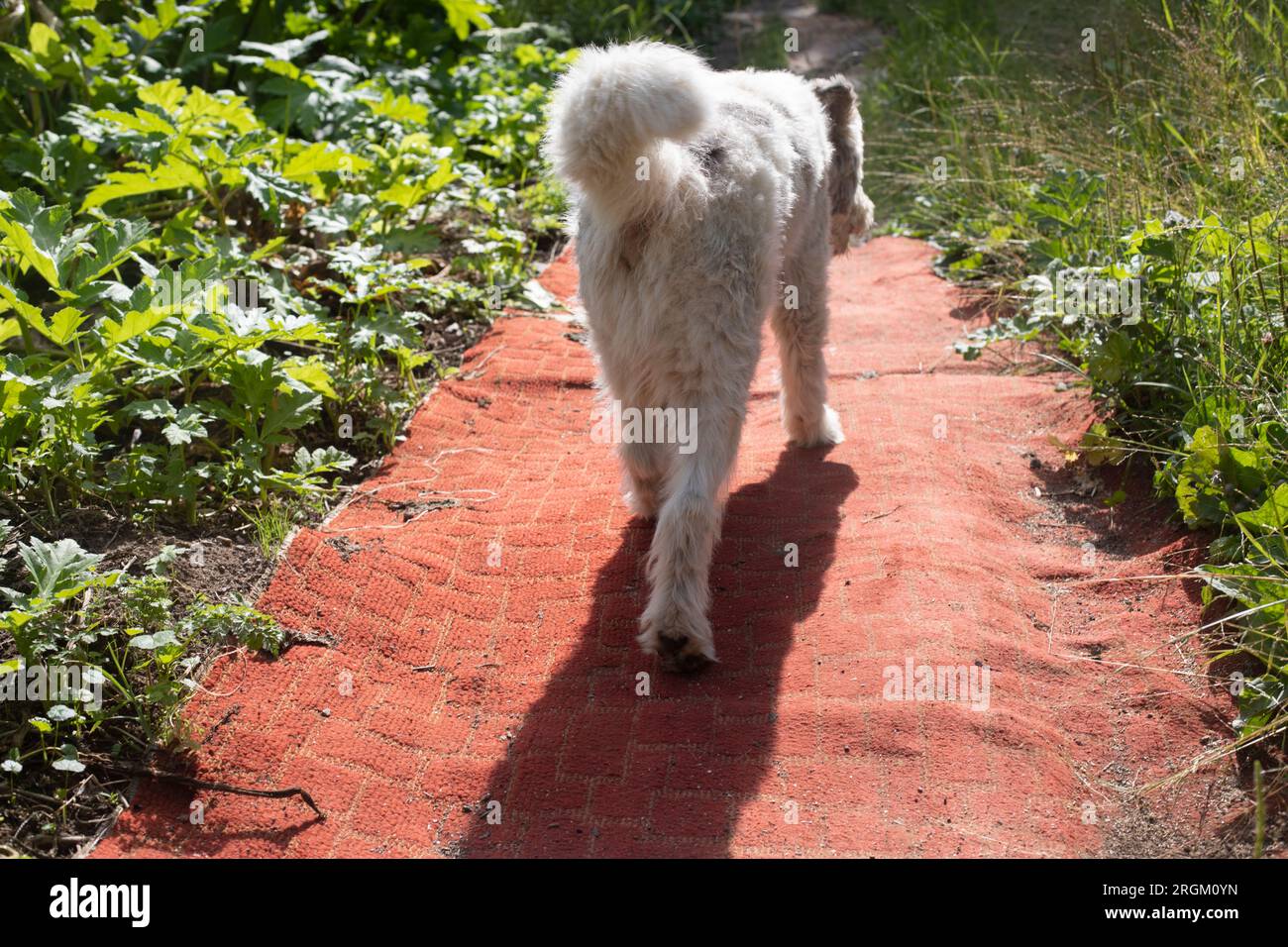 Dog walks on carpet on street. Animal walks in summer. Trimmed dog with ...