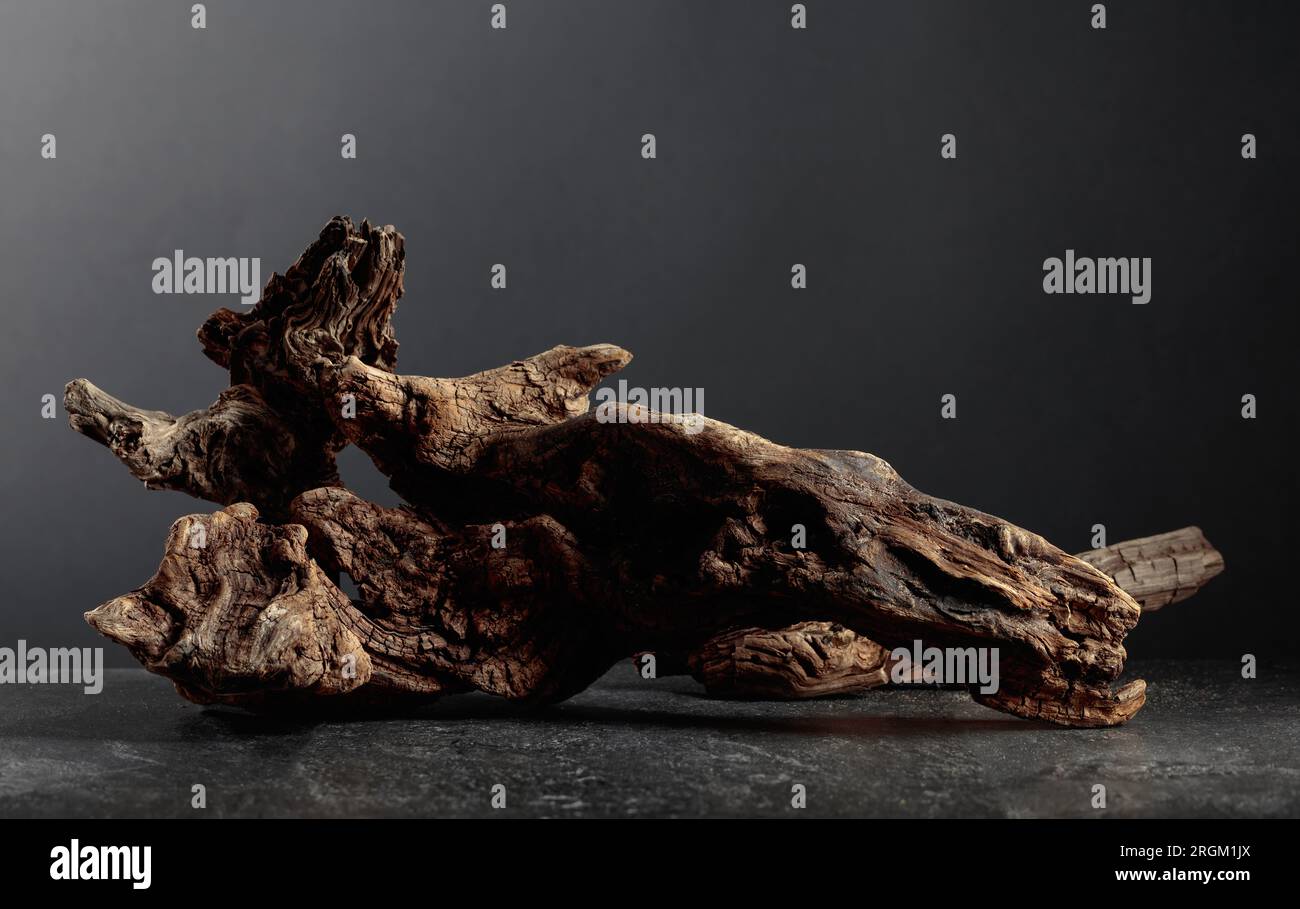 Old dry wooden snag on a black stone table. Black background with copy space. Stock Photo