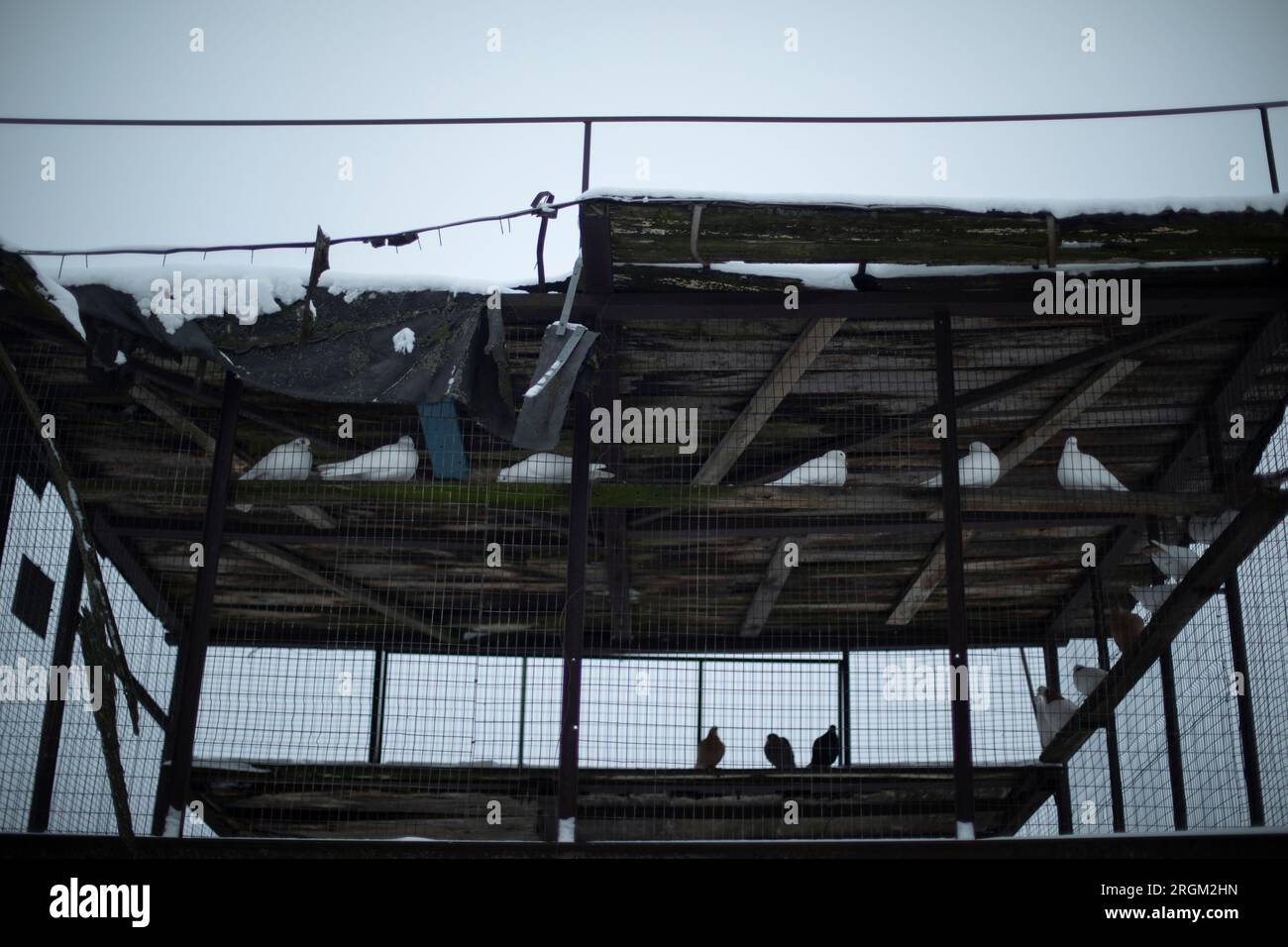 Pigeons in cage. Pigeon farm. Birds behind bars. Animals out of