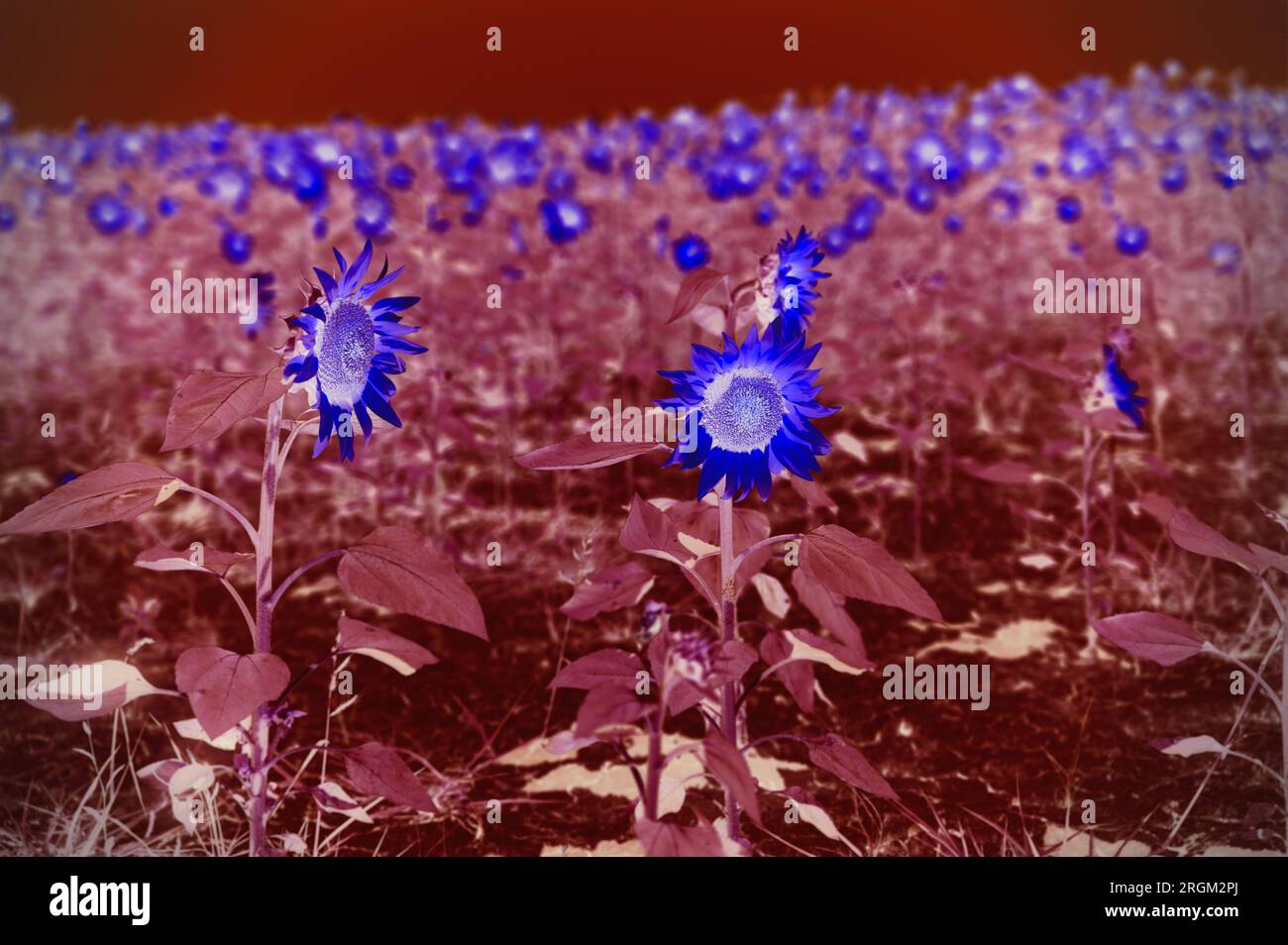 Sunflowers in the field (Ravenna, Italy) Stock Photo