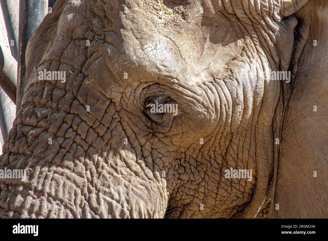 close up from a majestic elephant head Stock Photo