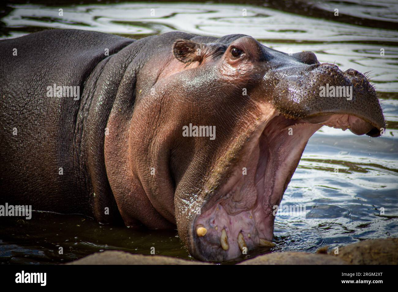 hippo with its mouth wide open displaying sharp teeth Stock Photo - Alamy