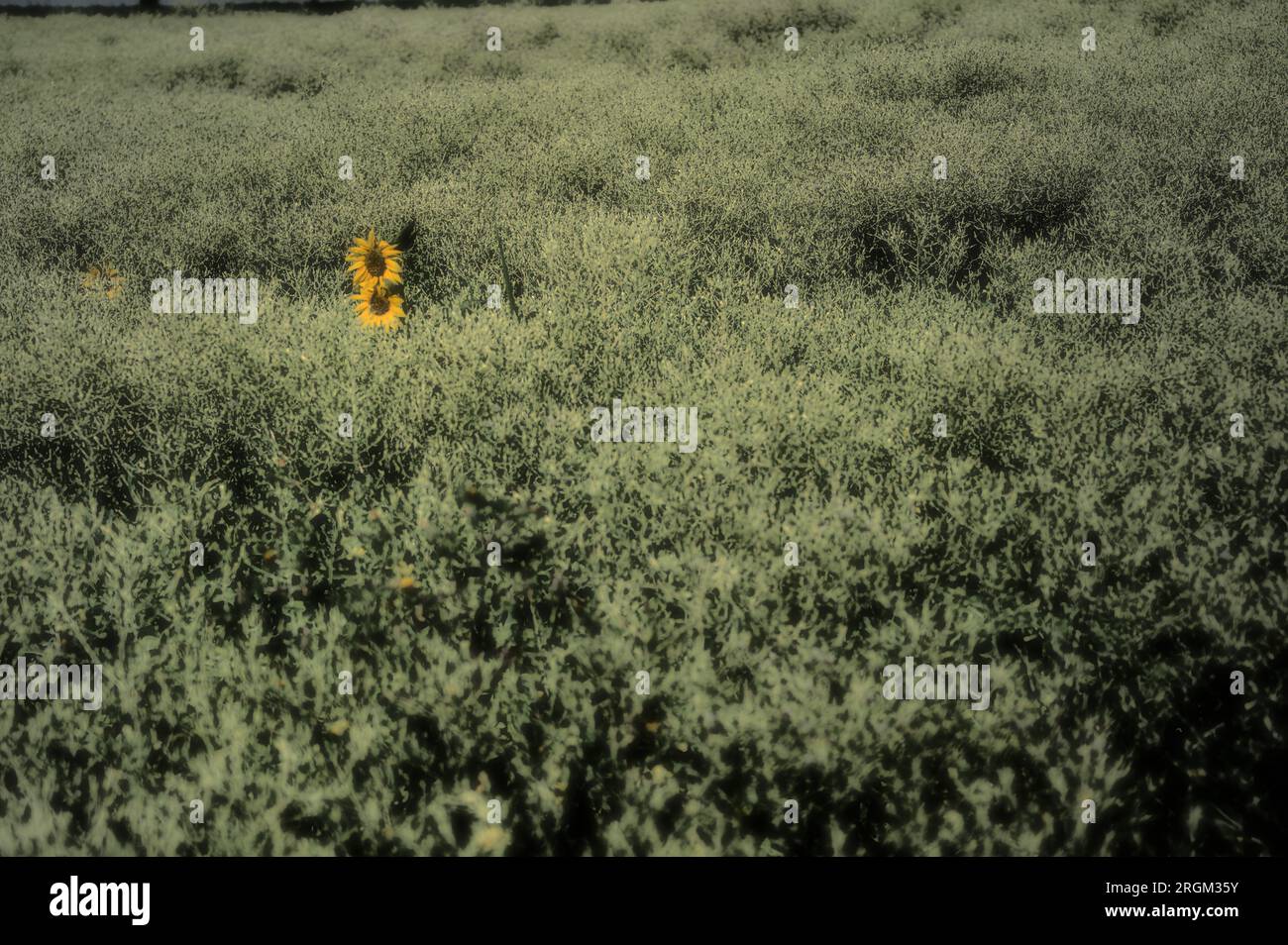 Sunflowers in the field (Ravenna, Italy) Stock Photo