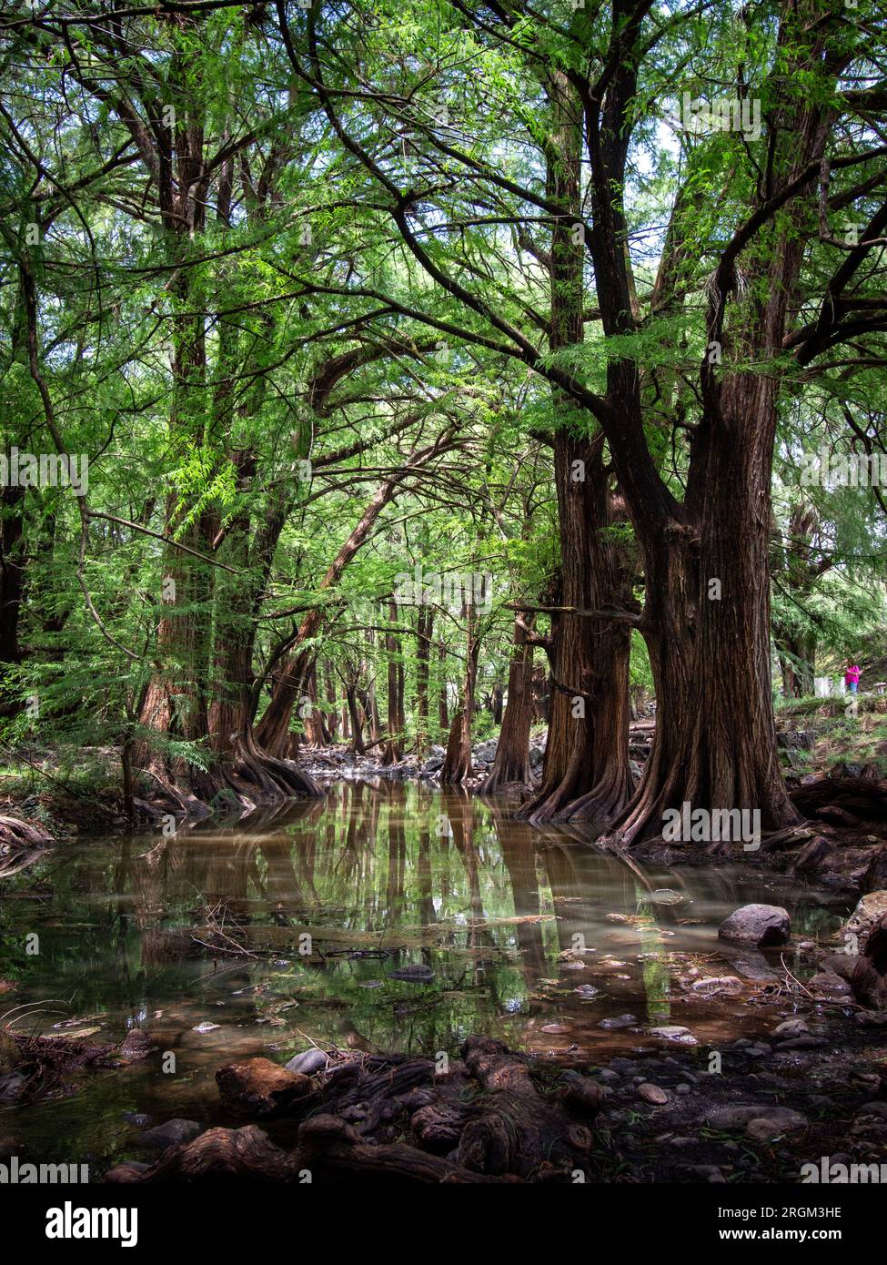 Ancient Trees by the River: Majestic Beauty Amongst Rocks Stock Photo