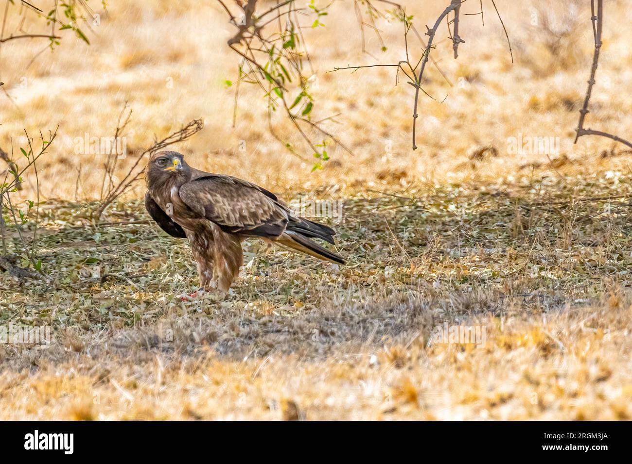 A Booted eagle with its kill Stock Photo