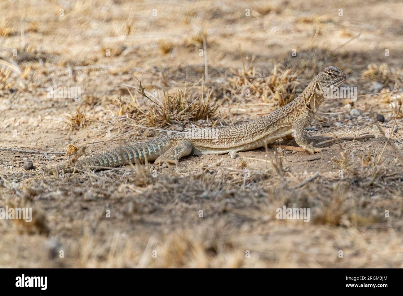 A Spiny tailed lizard moving on ground Stock Photo - Alamy