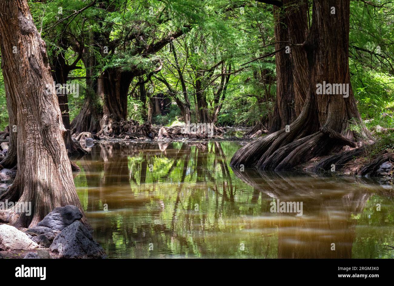 Ancient Trees by the River: Majestic Beauty Amongst Rocks Stock Photo