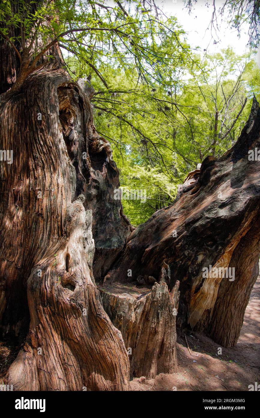 Ancient Trees by the River: Majestic Beauty Amongst Rocks Stock Photo