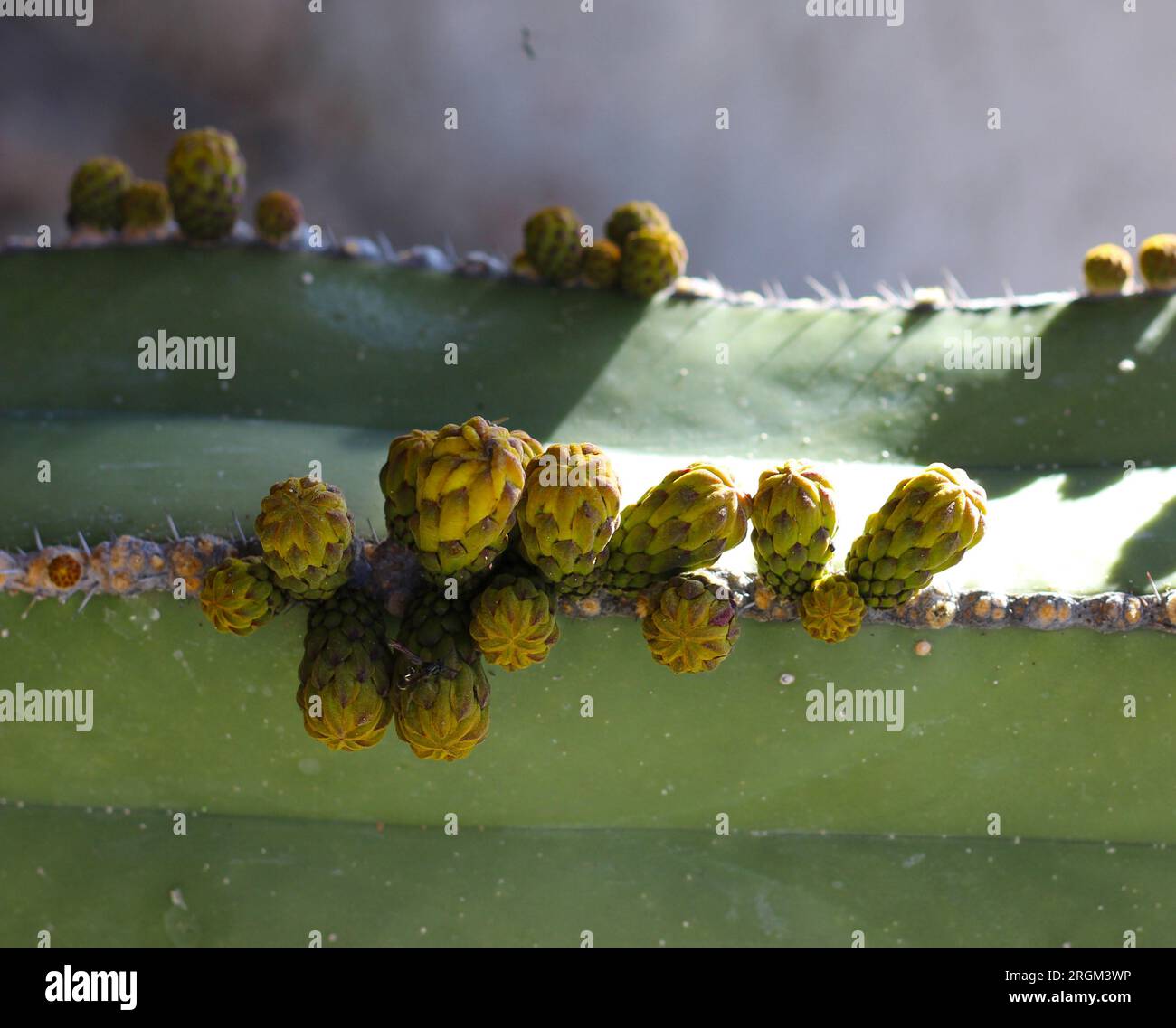 Cactus areola hi-res stock photography and images - Alamy