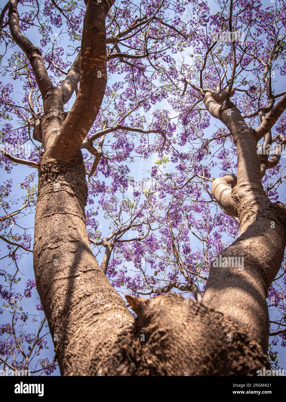 Blooming Jacaranda Tree Stock Photo Alamy