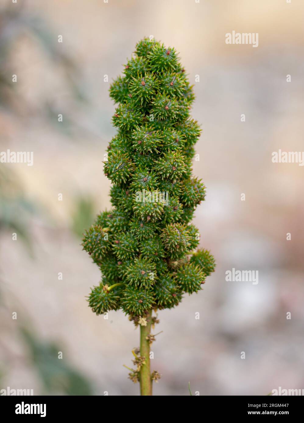 Castor Seed Plant Stock Photo Alamy