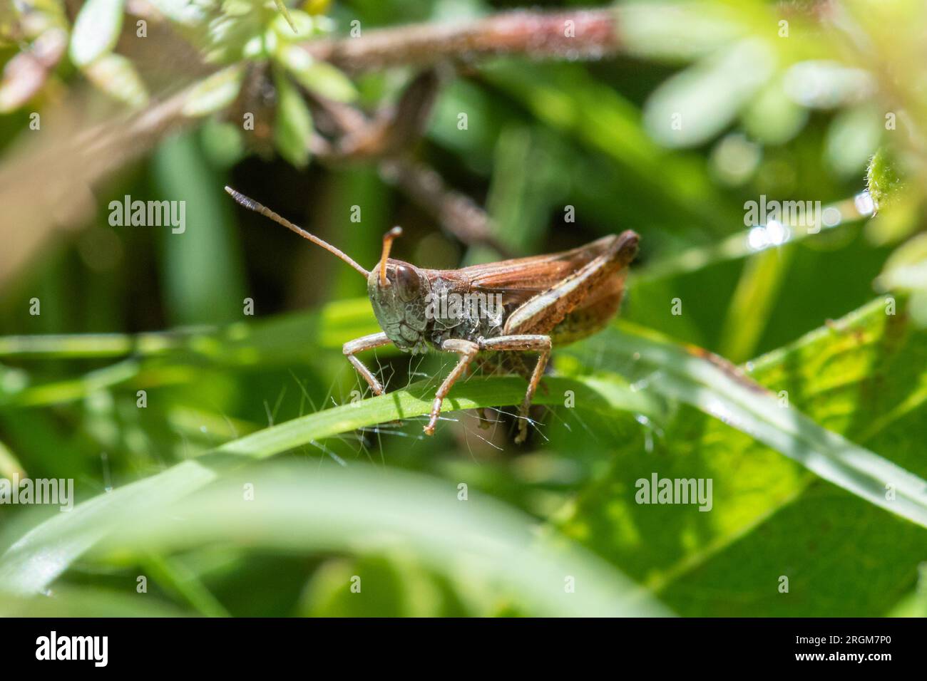Rufous grasshopper (Gomphocerippus rufus) on chalk downs in Hampshire, England, UK Stock Photo