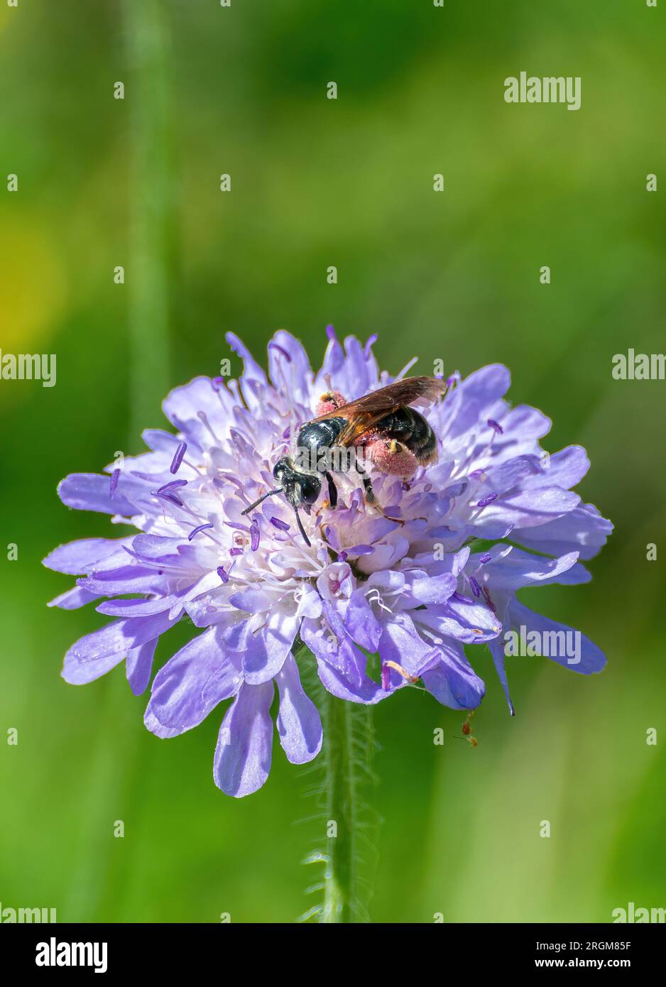 Large scabious mining bee (Andrena hattorfiana) with pink pollen grains on hind legs, on field scabious wildflower during summer, England, UK Stock Photo