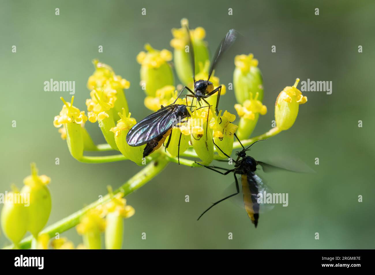 Sawflies sawfly insects on wild parsnip flowers (Pastinaca sativa), Hampshire, England, UK Stock Photo