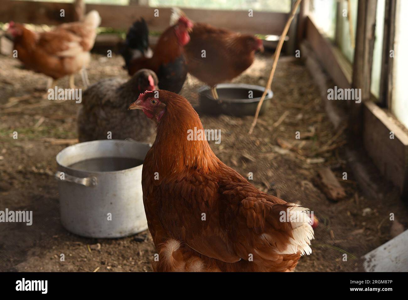 Domestic chickens in the coop. Red chicken Stock Photo Alamy