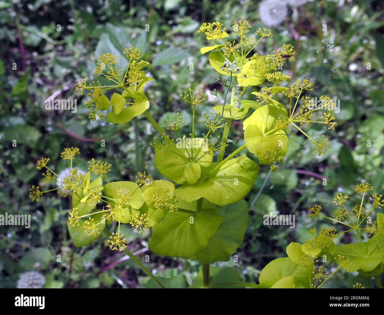 Smyrnium perfoliatum, sárgászöld őzsaláta, Budapest, Hungary, Magyarország, Europe Stock Photo