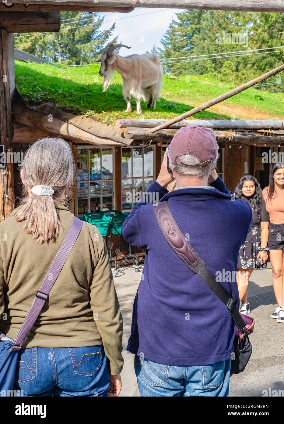 Goat running on roof at Old Country market it is landmark at Old Country Market on Vancouver island Canada. Tourists taking photos at touristic attrac Stock Photo