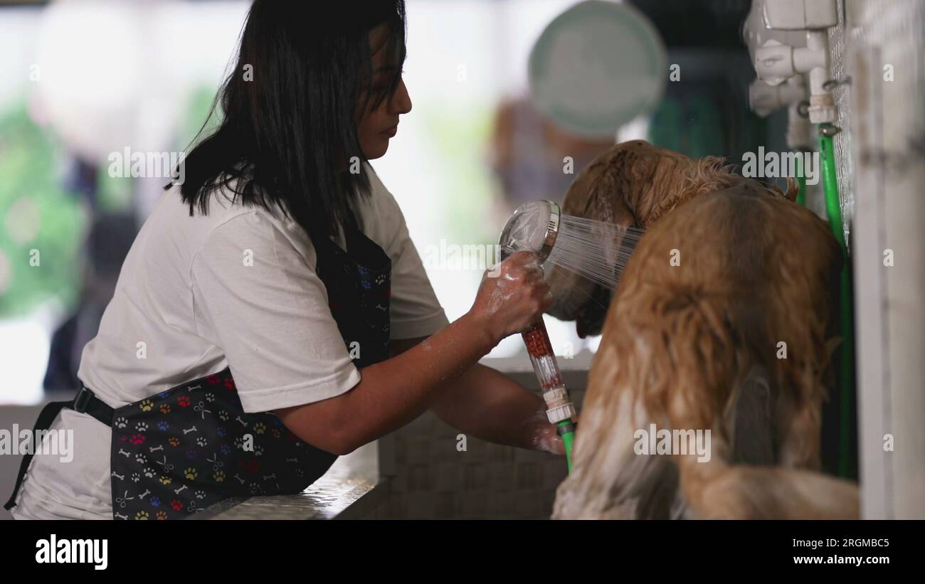 Candid Pet Shop employee washing Dog with shower head at local business store. job occupation