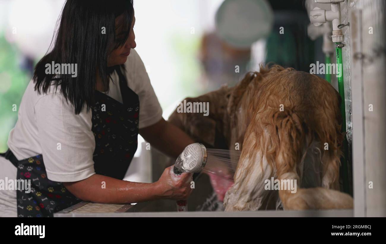 Candid Pet Shop employee washing Dog with shower head at local business store. job occupation