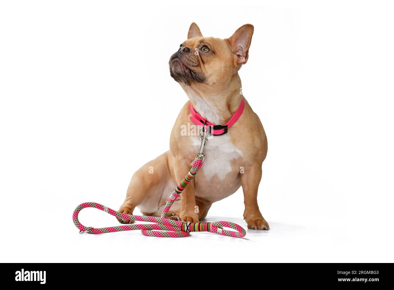 Red fawn French Bulldog dog wearing pink collar with rope leash on white background Stock Photo