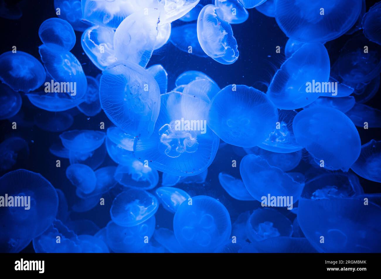 Common jellyfish or moon jelly, group of Aurelia aurita at the brackish