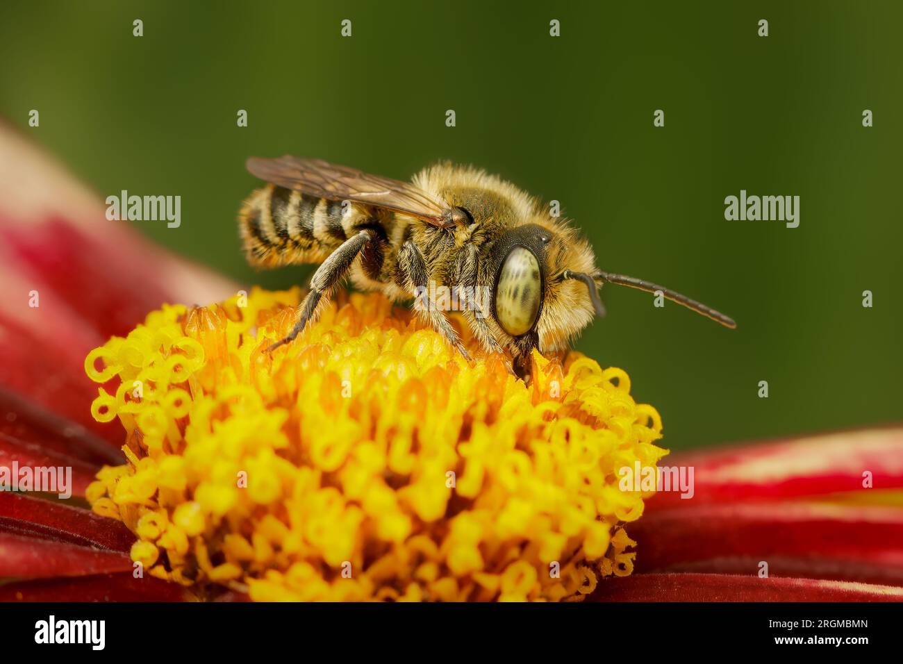 Small leafcutter bee gathering pollen in a coreopsis flower with