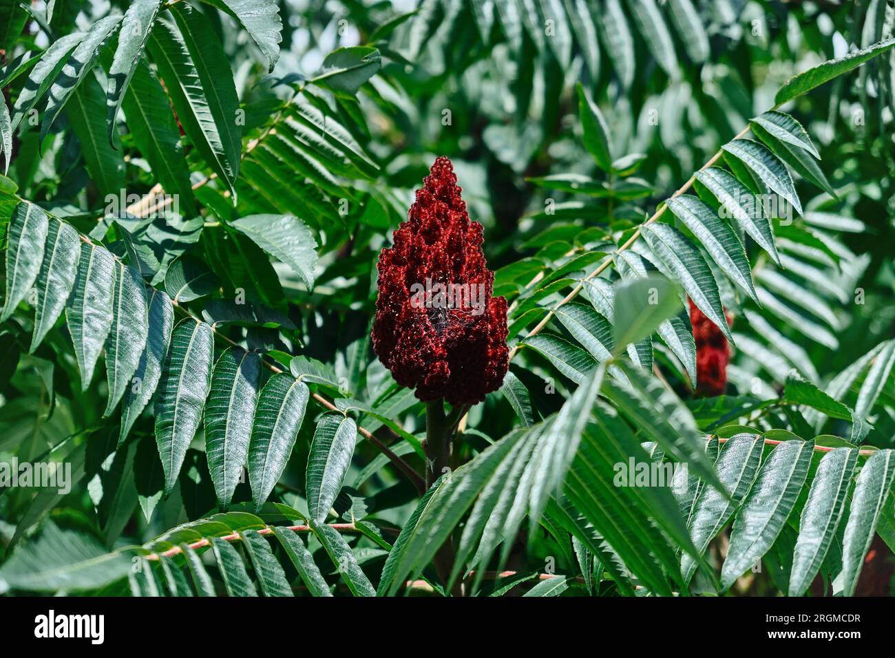 A tall ornamental plant Rhus typhina, a red flower of the sumac tree