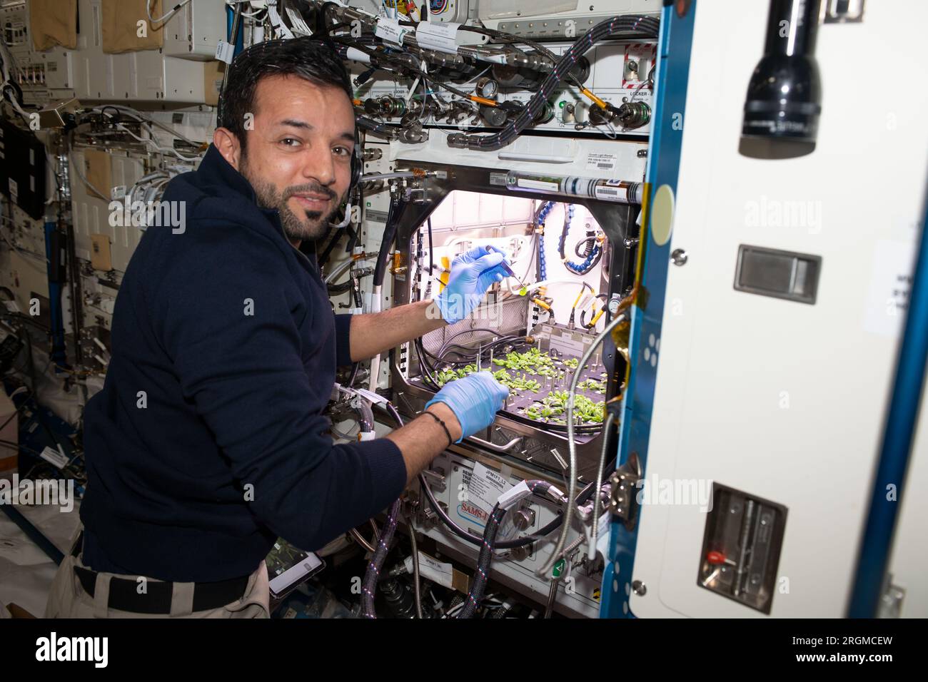 International Space Station, Earth Orbit. 08th Aug, 2023. International Space Station, EARTH ORBIT. 08 August, 2023. United Arab Emirates astronaut and Expedition 69 Flight Engineer Sultan Al Neyadi works in the Kibo laboratory module harvesting leaves from thale cress plants, August 8, 2023 in Earth Orbit. The Plant Habitat space botany experiment is informing researchers how to grow food and sustain crews on future space missions. Credit: NASA/NASA/Alamy Live News Stock Photo