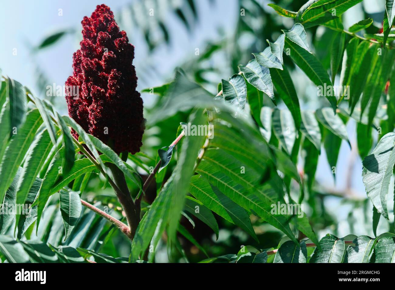A tall ornamental plant Rhus typhina, a red flower of the sumac tree